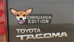 Chihuahua1_9685cbb2-26c9-40c1-aa9f-f69060dc1f4b